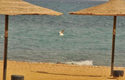 Holiday Villa For Rent In Ain Sokhna - Ataqah - Suez