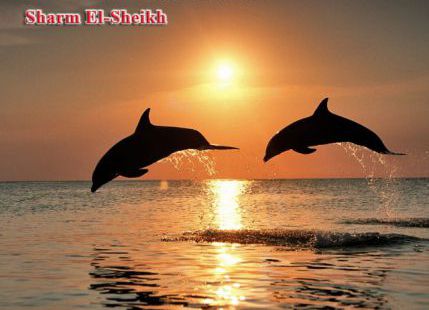 Holiday Villa For Rent In Qesm Sharm Ash Sheikh - South Sinai